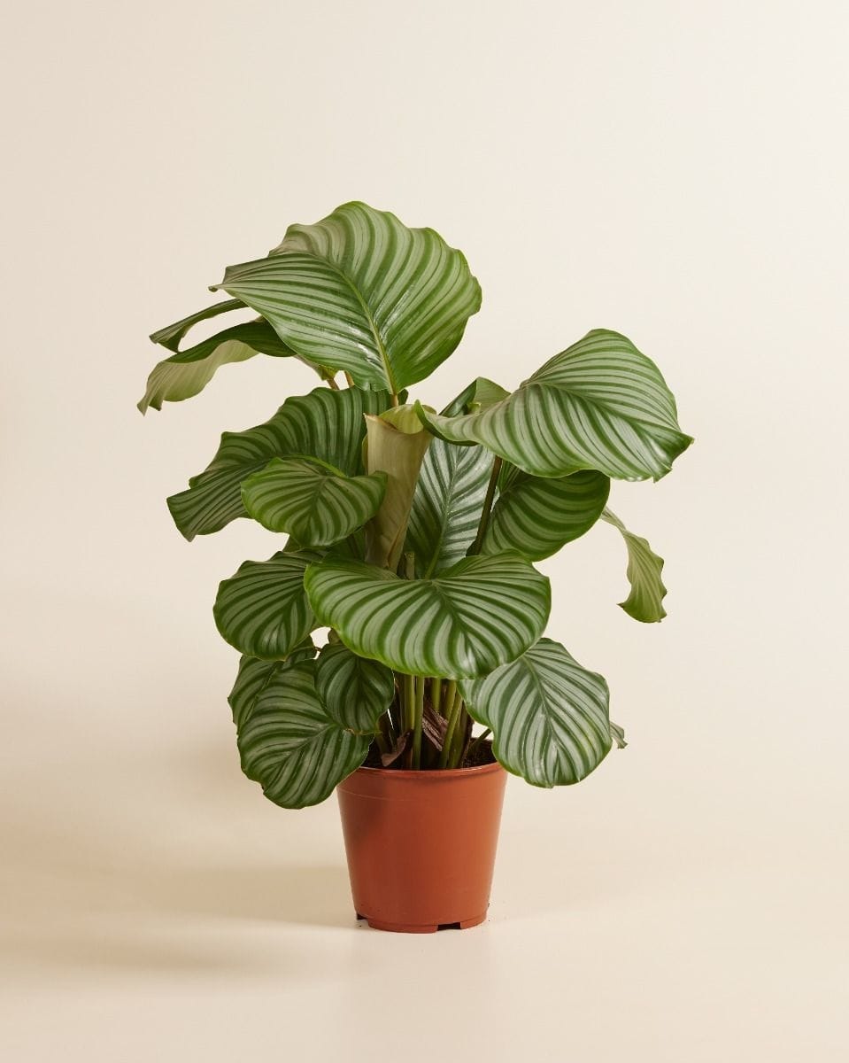 Urban Garden Store -Urban Garden Store 11image