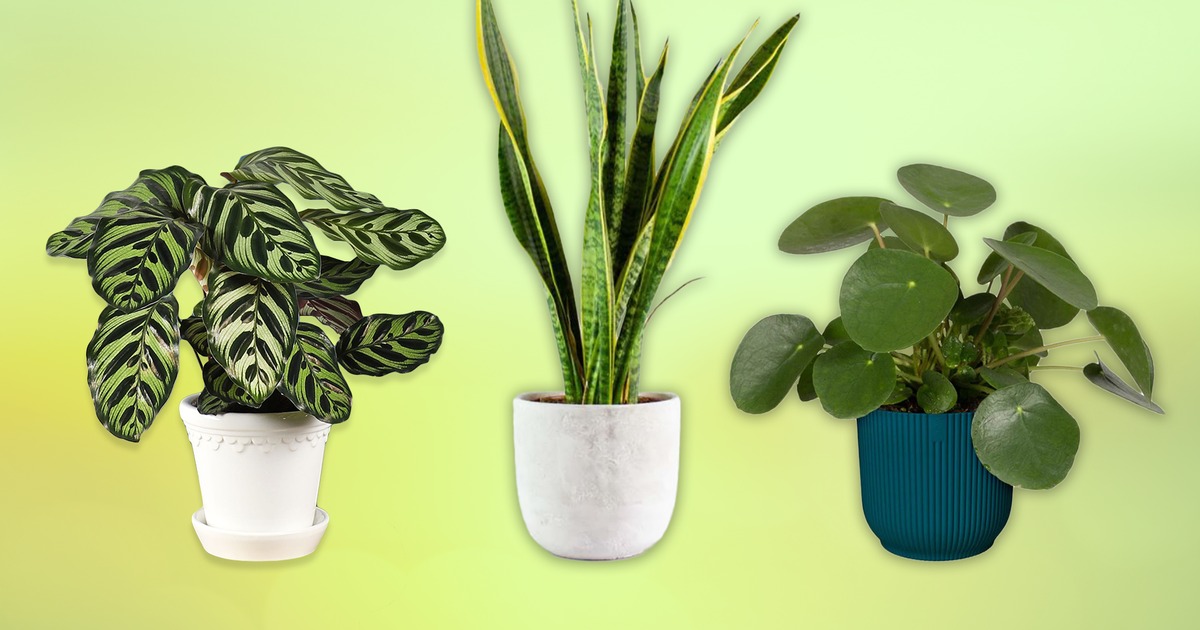 Urban Garden Store -Urban Garden Store IndyBest house plants