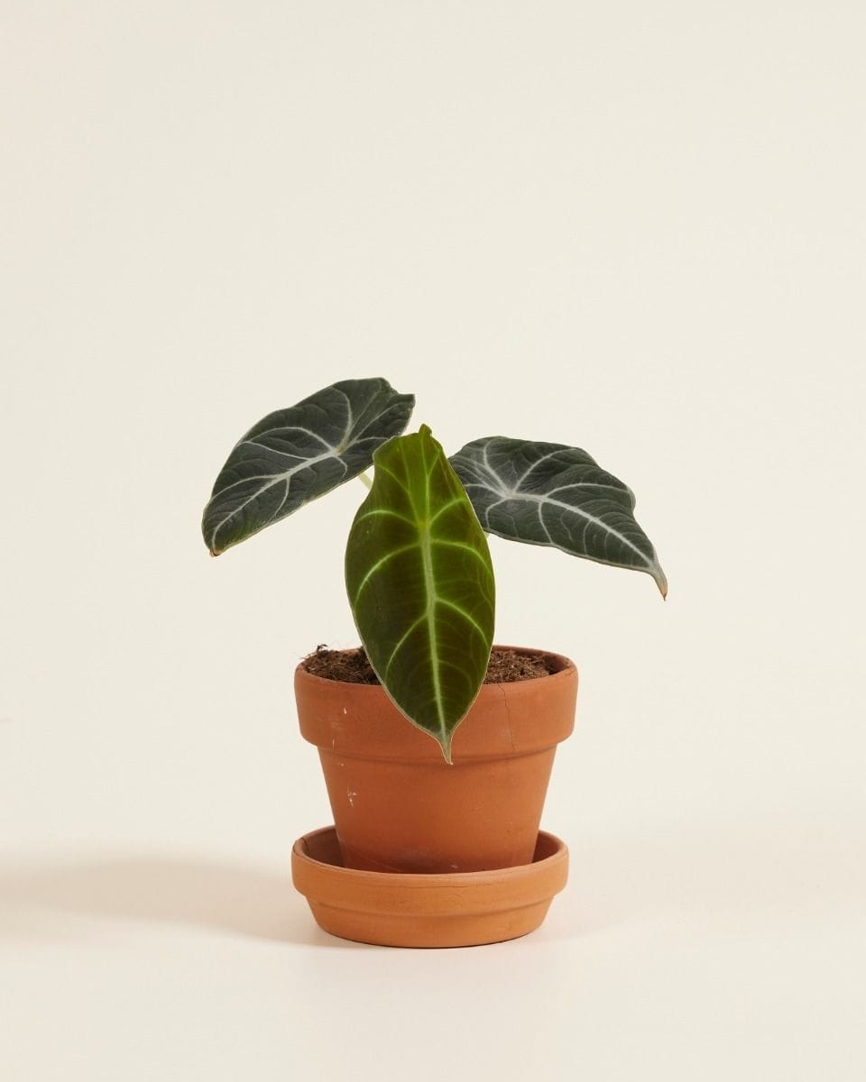 Urban Garden Store -Urban Garden Store ima22ge