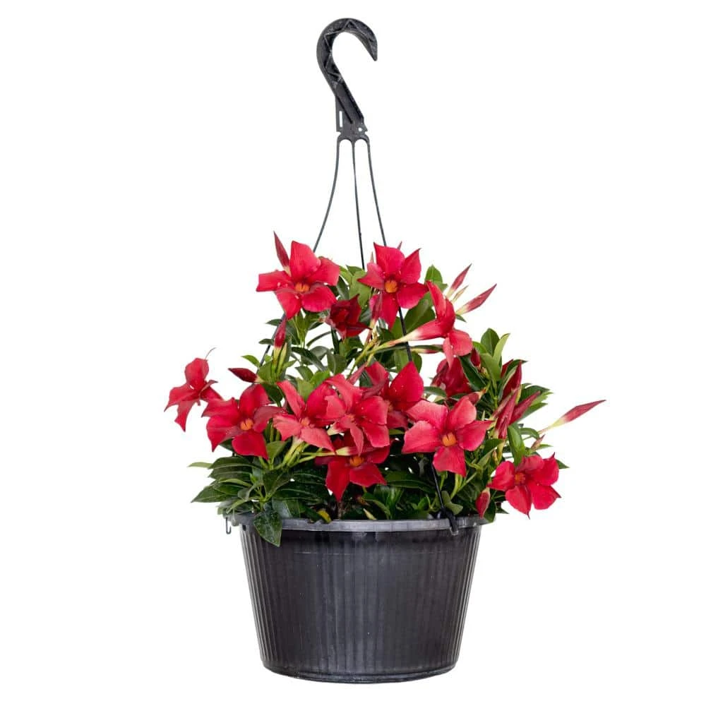 Premium 10 In. Hanging Basket 20 In. To 22 In. Tall Mandevilla Red Blooming Flower Live Outdoor Plant
