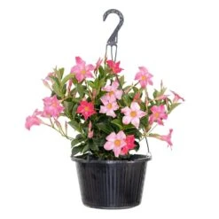 Premium 10 In. Hanging Basket 20 In. To 22 In. Tall Mandevilla Pink Blooming Flower Live Outdoor Plant