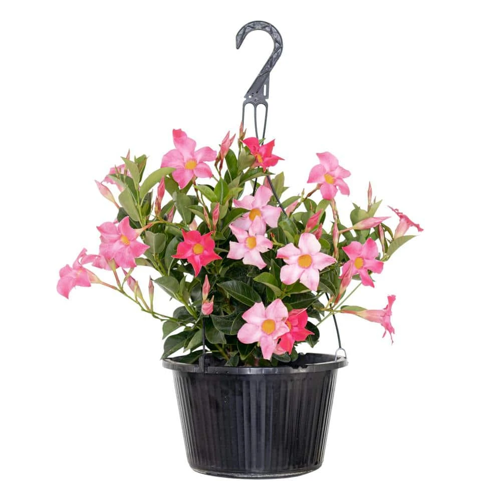 Premium 10 In. Hanging Basket 20 In. To 22 In. Tall Mandevilla Pink Blooming Flower Live Outdoor Plant