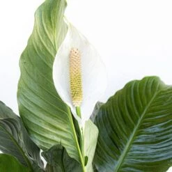 Peace Lily Spathiphyllum Sympathy Live Plant In 9.25 Inch Grower Pot 6 Peace Lily Spathiphyllum Sympathy Live Plant In 9.25 Inch Grower Pot -Urban Garden Store united nursery house plants 00038 4f 1000