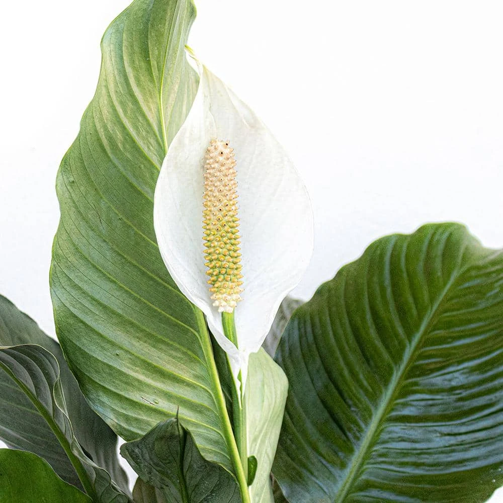 Peace Lily Spathiphyllum Sympathy Live Plant In 9.25 Inch Grower Pot 3 Peace Lily Spathiphyllum Sympathy Live Plant In 9.25 Inch Grower Pot - Image 3