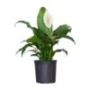 Peace Lily Spathiphyllum Sympathy Live Plant In 9.25 Inch Grower Pot