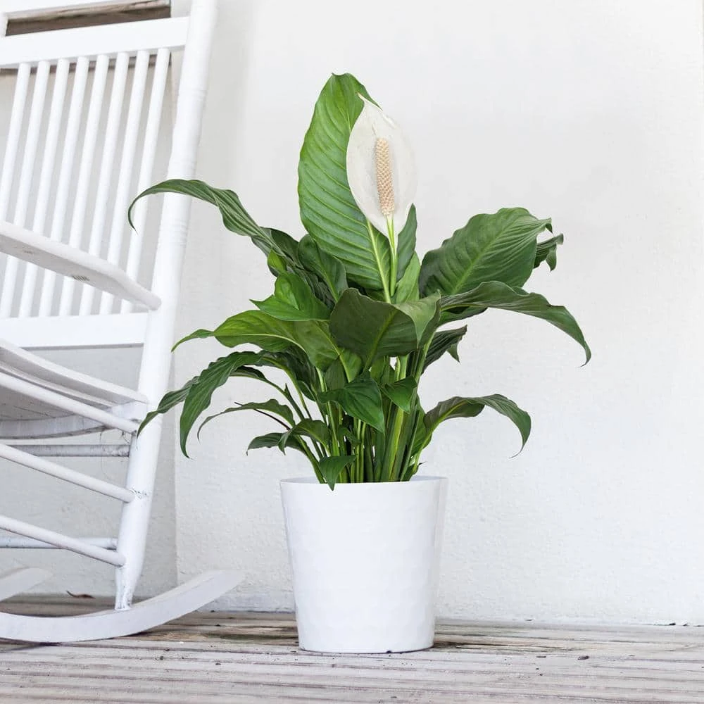 Peace Lily Spathiphyllum Sympathy Live Plant In 9.25 Inch Grower Pot 2 Peace Lily Spathiphyllum Sympathy Live Plant In 9.25 Inch Grower Pot - Image 2