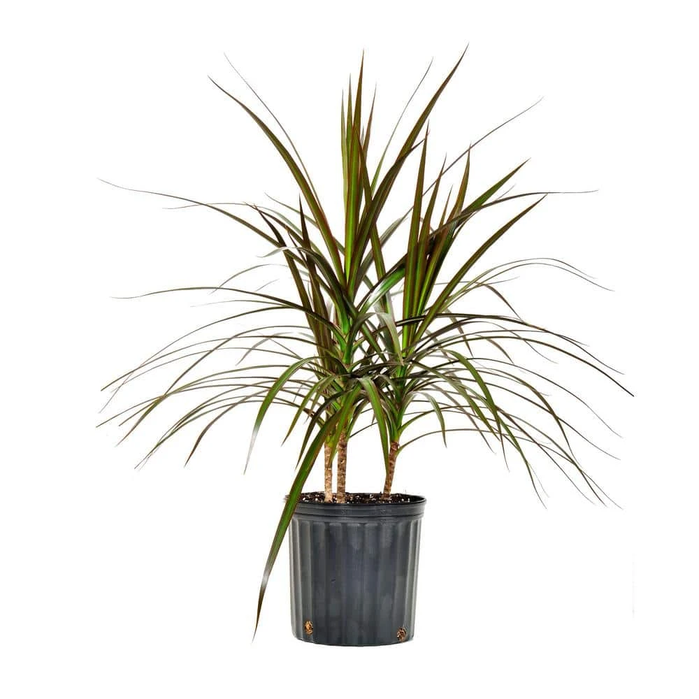 Dracaena Marginata Magenta Plant Madagascar Dragon Tree Live In 9.25 Inch Grower Pot 1 Dracaena Marginata Magenta Plant Madagascar Dragon Tree Live In 9.25 Inch Grower Pot