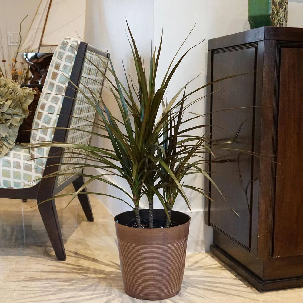 Dracaena Marginata Magenta Plant Madagascar Dragon Tree Live In 9.25 Inch Grower Pot 2 Dracaena Marginata Magenta Plant Madagascar Dragon Tree Live In 9.25 Inch Grower Pot - Image 2