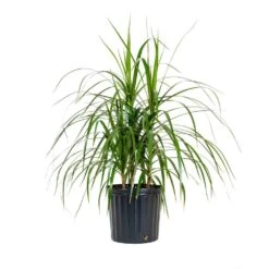 Dracaena Marginata Plant Live Dragon Tree In 9.25 In. Grower Pot 22. In - 28 In. Tall