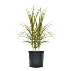 24 In. To 28 In. Tall Dracaena Bi Color Plant Madagascar Dragon Tree Live Outdoor Indoor In 9.25 In. Grower Pot