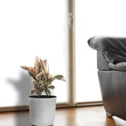 Ficus Tineke Rubber Plant Ficus Elastica Variegated Live Plant In 10 Inch White Decor Pot 7 Ficus Tineke Rubber Plant Ficus Elastica Variegated Live Plant In 10 Inch White Decor Pot -Urban Garden Store united nursery house plants 00137 31 1000