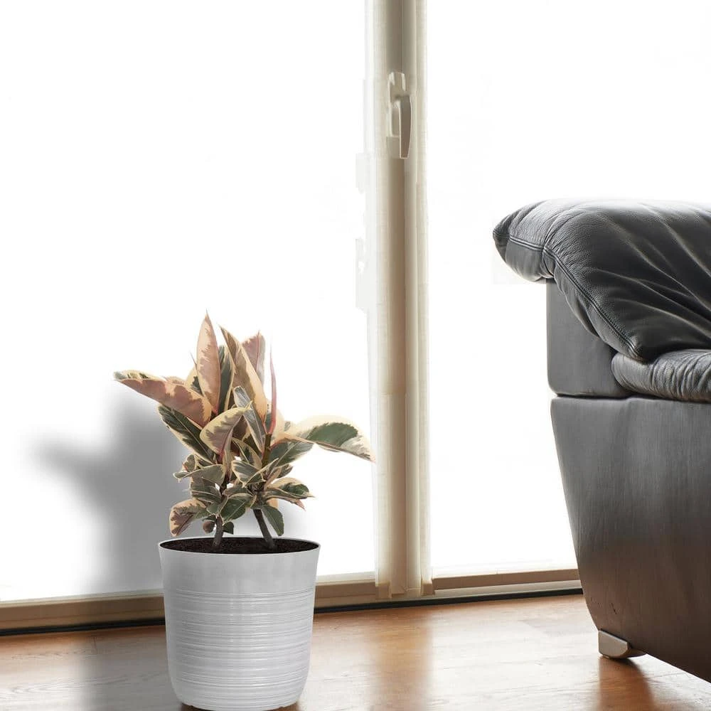 Ficus Tineke Rubber Plant Ficus Elastica Variegated Live Plant In 10 Inch White Decor Pot 4 Ficus Tineke Rubber Plant Ficus Elastica Variegated Live Plant In 10 Inch White Decor Pot - Image 4