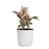 Ficus Tineke Rubber Plant Ficus Elastica Variegated Live Plant In 10 Inch White Decor Pot