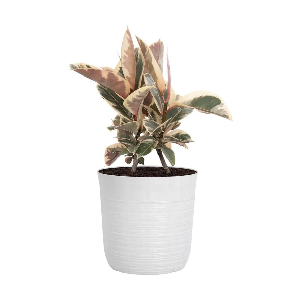 Ficus Tineke Rubber Plant Ficus Elastica Variegated Live Plant In 10 Inch White Decor Pot 1 Ficus Tineke Rubber Plant Ficus Elastica Variegated Live Plant In 10 Inch White Decor Pot