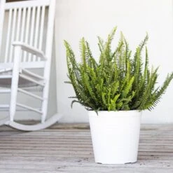 Kimberly Queen Fern Plant In 10 Inch White Decor Pot 7 Kimberly Queen Fern Plant In 10 Inch White Decor Pot -Urban Garden Store united nursery house plants 00182 31 1000