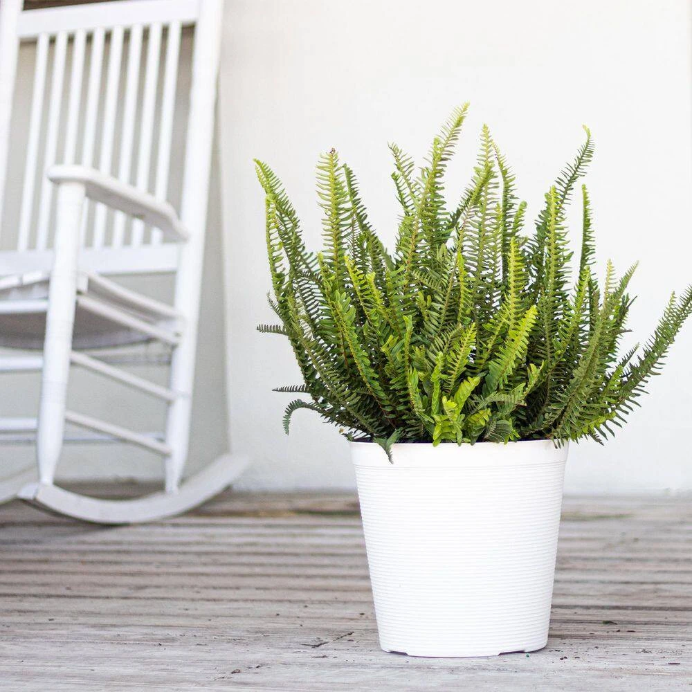 Kimberly Queen Fern Plant In 10 Inch White Decor Pot 4 Kimberly Queen Fern Plant In 10 Inch White Decor Pot - Image 4