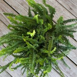Kimberly Queen Fern Plant In 10 Inch White Decor Pot 6 Kimberly Queen Fern Plant In 10 Inch White Decor Pot -Urban Garden Store united nursery house plants 00182 4f 1000