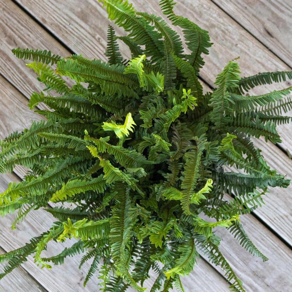 Kimberly Queen Fern Plant In 10 Inch White Decor Pot 3 Kimberly Queen Fern Plant In 10 Inch White Decor Pot - Image 3