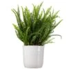 Kimberly Queen Fern Plant In 10 Inch White Decor Pot