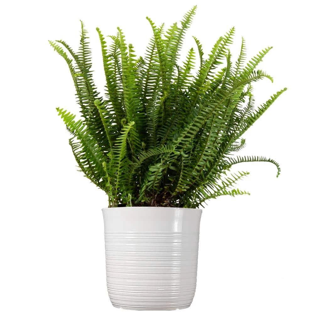 Kimberly Queen Fern Plant In 10 Inch White Decor Pot 1 Kimberly Queen Fern Plant In 10 Inch White Decor Pot
