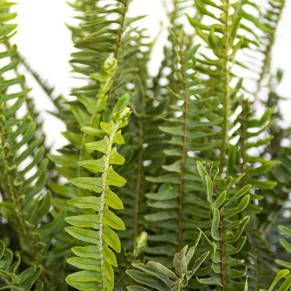 Kimberly Queen Fern Plant In 10 Inch White Decor Pot 2 Kimberly Queen Fern Plant In 10 Inch White Decor Pot - Image 2