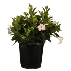 18 In. To 24 In. Tall Dipladenia Bush White Flowering Plant Live Outdoor Blooming Plant In 9.25 In. Grower