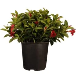 18 In. To 24 In. Tall Dipladenia Bush Red Flowering Plant Live Outdoor Blooming Plant In 9.25 In. Grower