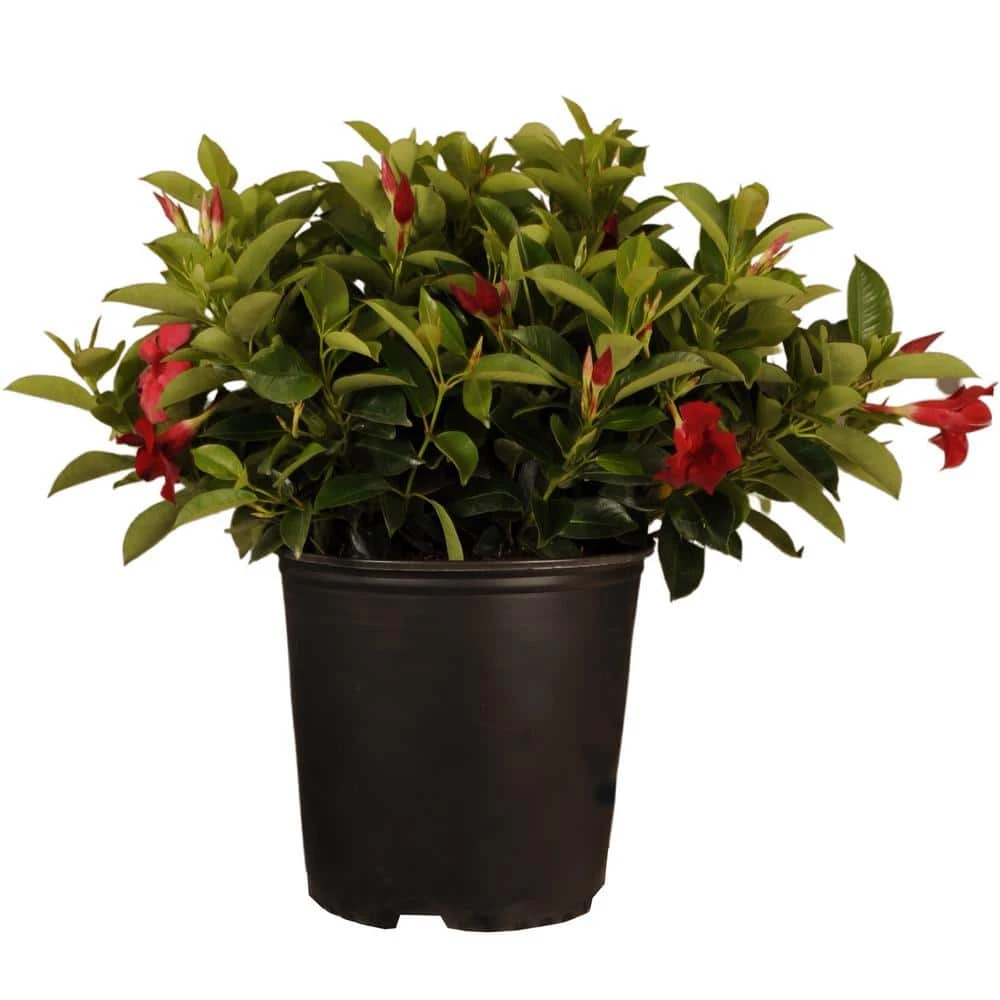 18 In. To 24 In. Tall Dipladenia Bush Red Flowering Plant Live Outdoor Blooming Plant In 9.25 In. Grower 1 18 In. To 24 In. Tall Dipladenia Bush Red Flowering Plant Live Outdoor Blooming Plant In 9.25 In. Grower