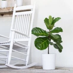 Ficus Lyrata Standard In 10 White Decor Pot 7 Ficus Lyrata Standard In 10 White Decor Pot -Urban Garden Store united nursery house plants 00489 31 1000