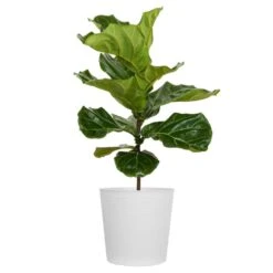 Ficus Lyrata Standard In 10 White Decor Pot