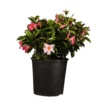 18 In. To 24 In. Tall Dipladenia Bush Pink Flowering Plant Live Outdoor Blooming Plant In 9.25 In. Grower
