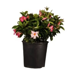 18 In. To 24 In. Tall Dipladenia Bush Pink Flowering Plant Live Outdoor Blooming Plant In 9.25 In. Grower