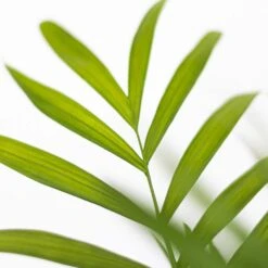 12 In. To 18 In. Tall Parlor Palm Plant In 6 In. White Decor Pot 7 12 In. To 18 In. Tall Parlor Palm Plant In 6 In. White Decor Pot -Urban Garden Store united nursery house plants 00717 1f 1000