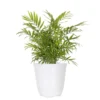 12 In. To 18 In. Tall Parlor Palm Plant In 6 In. White Decor Pot