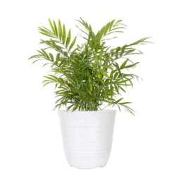 12 In. To 18 In. Tall Parlor Palm Plant In 6 In. White Decor Pot