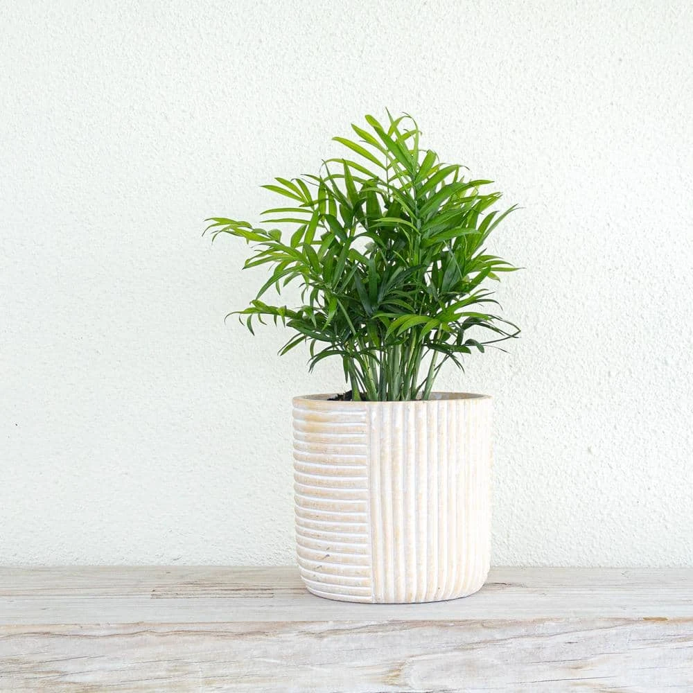 12 In. To 18 In. Tall Parlor Palm Plant In 6 In. White Decor Pot 2 12 In. To 18 In. Tall Parlor Palm Plant In 6 In. White Decor Pot - Image 2