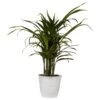 Areca Palm Plant In 6 Inch White Decor Pot
