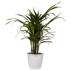 Areca Palm Plant In 6 Inch White Decor Pot