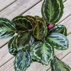 Calathea Medallion Live Prayer Plant In 9.25 Inch Grower Pot -Urban Garden Store united nursery house plants 02278 1f 1000