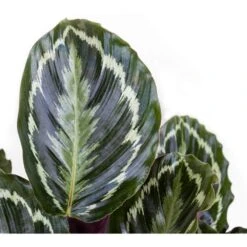 Calathea Medallion Live Prayer Plant In 9.25 Inch Grower Pot -Urban Garden Store united nursery house plants 02278 4f 1000