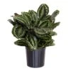Calathea Medallion Live Prayer Plant In 9.25 Inch Grower Pot