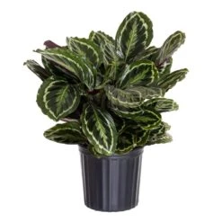 Calathea Medallion Live Prayer Plant In 9.25 Inch Grower Pot