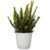 12 In. To 16 In. Tall Kimberly Fern Plant In 6 In. White Decor Pot