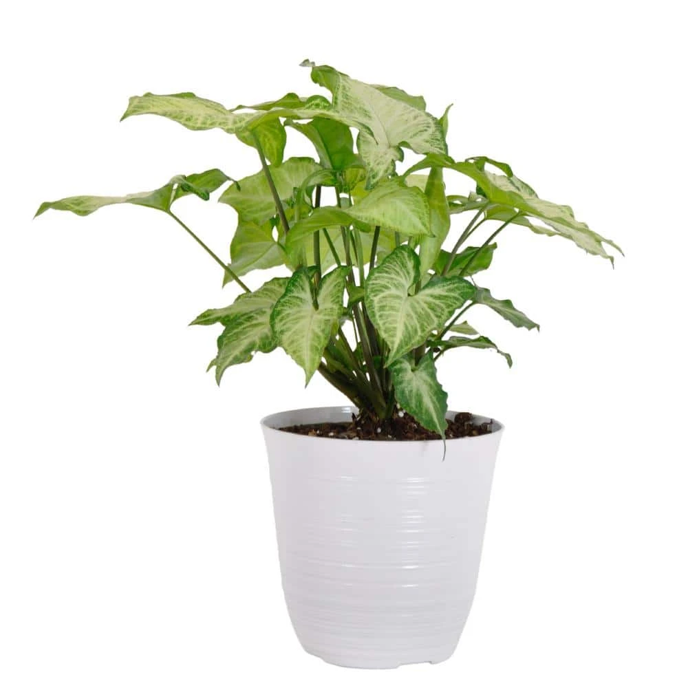Syngonium White Butterfly Arrowhead Plant In 6 Inch White Decor Pot 1 Syngonium White Butterfly Arrowhead Plant In 6 Inch White Decor Pot