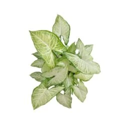 Syngonium White Butterfly Arrowhead Plant In 6 Inch White Decor Pot 5 Syngonium White Butterfly Arrowhead Plant In 6 Inch White Decor Pot -Urban Garden Store united nursery house plants 05620 c3 1000