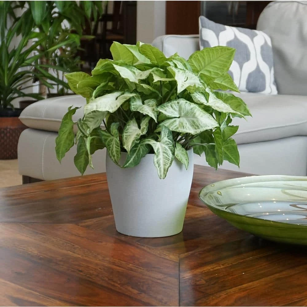 Syngonium White Butterfly Arrowhead Plant In 6 Inch White Decor Pot 2 Syngonium White Butterfly Arrowhead Plant In 6 Inch White Decor Pot - Image 2