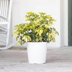 Schefflera Trinette Variegated Live Plant In 10 Inch White Decor Pot -Urban Garden Store united nursery house plants 06764 4f 1000