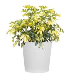 Schefflera Trinette Variegated Live Plant In 10 Inch White Decor Pot