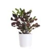Croton Mammy In 10 Inch White Decor Pot