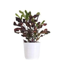 Croton Mammy In 10 Inch White Decor Pot